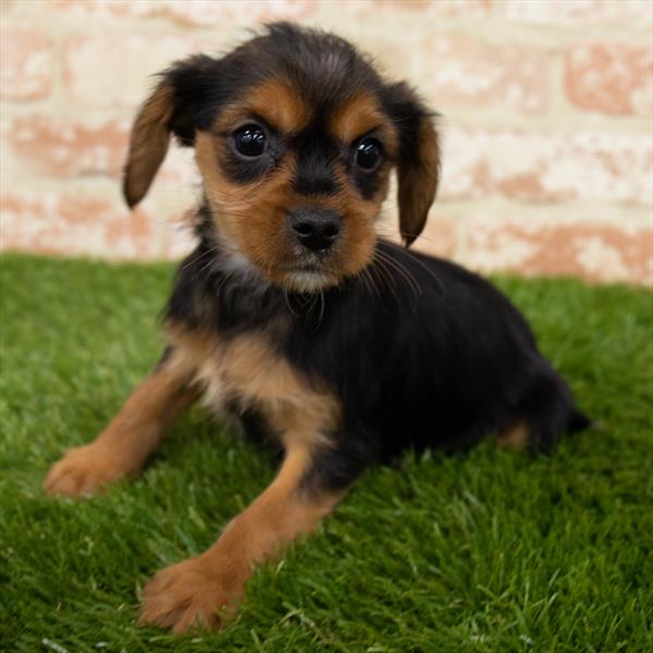 Cavalier-Yorkie-DOG-Female-Black / Tan-6976-Petland Monroeville, PA