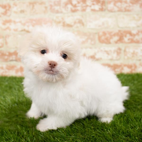 Havanese-DOG-Female-White-6978-Petland Monroeville, PA