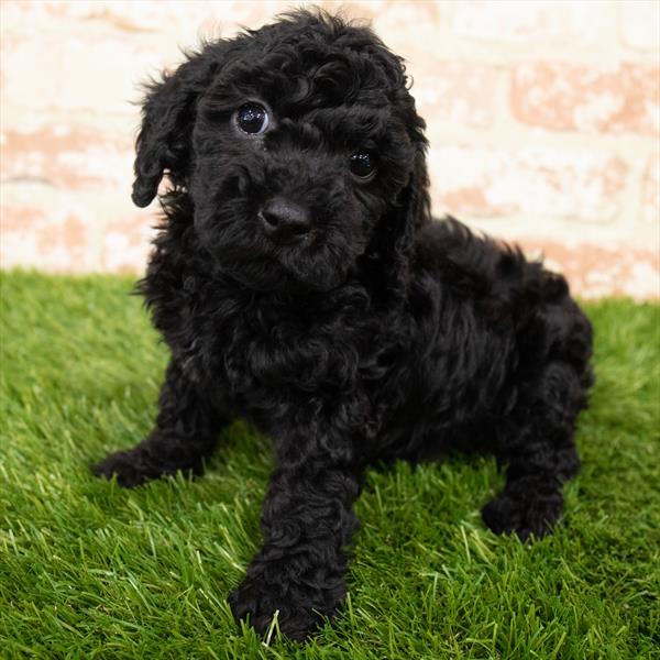 Cockapoo-DOG-Male-Black-6979-Petland Monroeville, PA