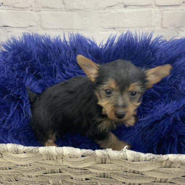 Silky Terrier-DOG-Male-Black / Tan-6972-Petland Monroeville, PA
