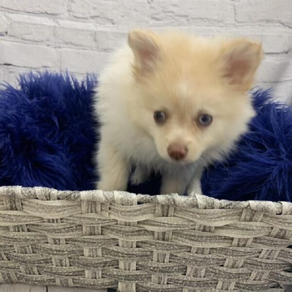 Pomeranian-DOG-Male-Cream-6977-Petland Monroeville, PA