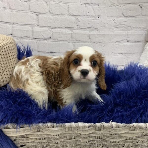 Cavalier King Charles Spaniel-DOG-Male-Blenheim-6992-Petland Monroeville, PA
