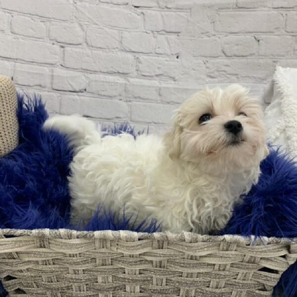 Maltese-DOG-Male-White-6991-Petland Monroeville, PA