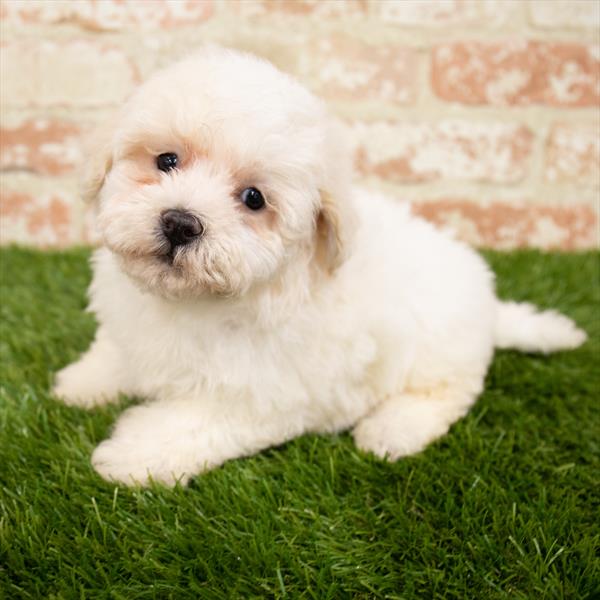 Teddy Bear-DOG-Female-Cream-6999-Petland Monroeville, PA