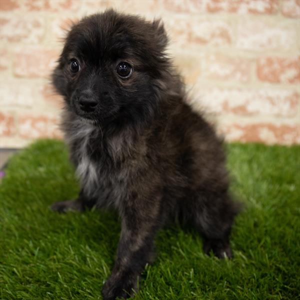 Pomeranian-DOG-Male-Sable-7000-Petland Monroeville, PA