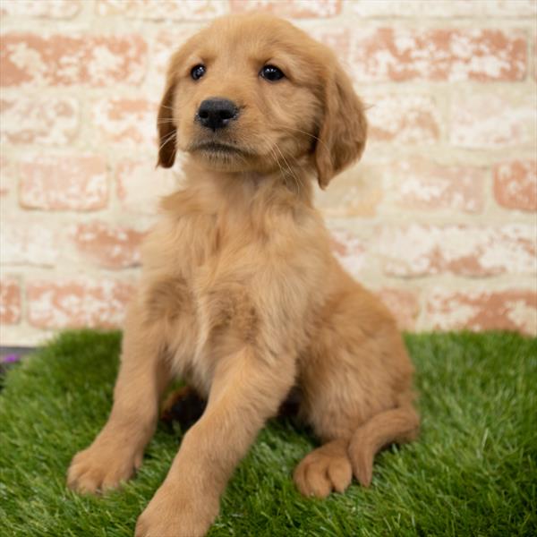 Golden Retriever-DOG-Female-Golden-7003-Petland Monroeville, PA