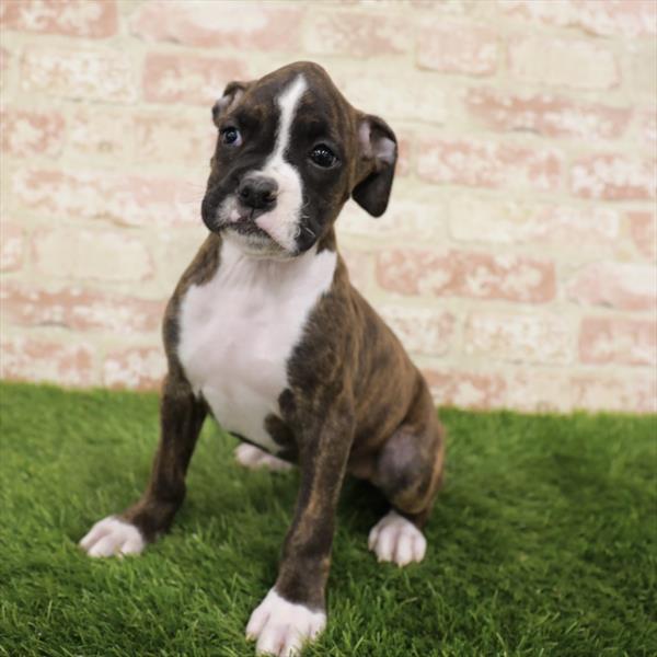 Boxer-DOG-Female-Brindle / White-7004-Petland Monroeville, PA