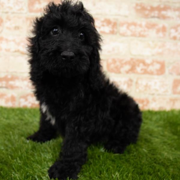 Cockapoo-DOG-Male-Black-7005-Petland Monroeville, PA