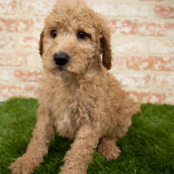 Goldendoodle-DOG-Female-Golden-7006-Petland Monroeville, PA