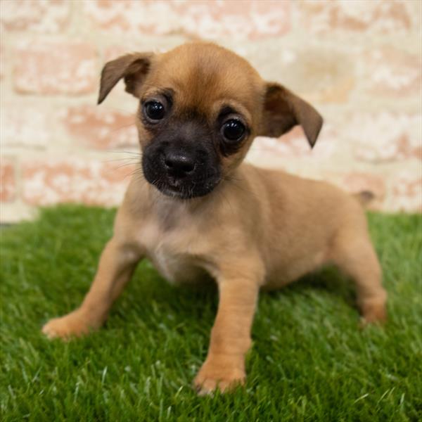 Chiweenie-DOG-Female-Fawn-7007-Petland Monroeville, PA
