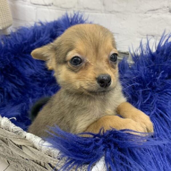 Chihuahua-DOG-Female-Black Sabled Fawn-7002-Petland Monroeville, PA