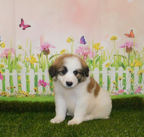 Border Collie-Great Pyrenees-DOG-Male-Sable-7017-Petland Monroeville, PA