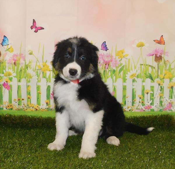 Border Collie-DOG-Female-Black-7018-Petland Monroeville, PA