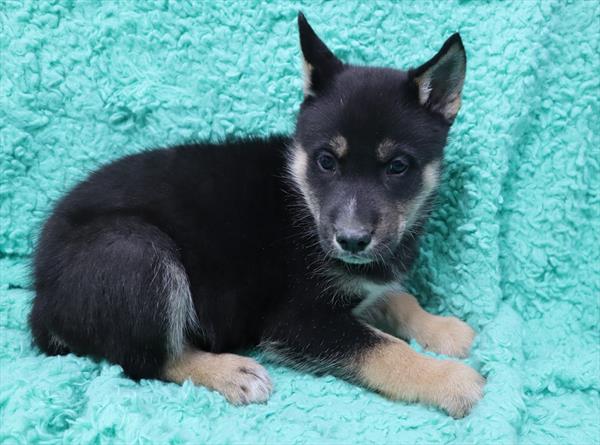Husky-Malamute-DOG-Male-Black / Tan-7019-Petland Monroeville, PA