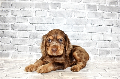 Cocker Spaniel-DOG-Male-Brown and Tan-7028-Petland Monroeville, PA