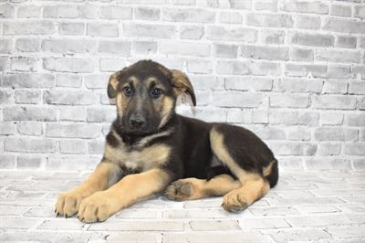 German Shepherd-DOG-Male-Black and Tan-7030-Petland Monroeville, PA
