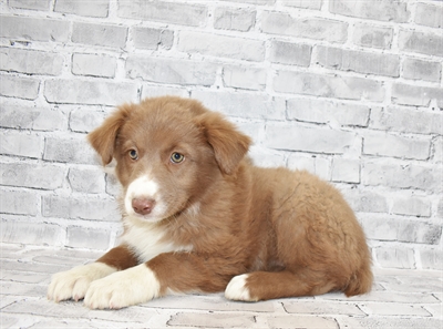 Australian Shepherd-DOG-Female-Red and White-7031-Petland Monroeville, PA