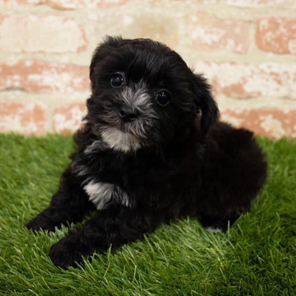 Yorkie-Poo-DOG-Male-Black-7033-Petland Monroeville, PA