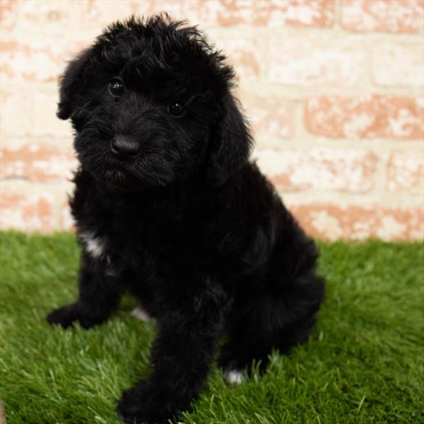 Schnoodle-DOG-Female-Black-7034-Petland Monroeville, PA