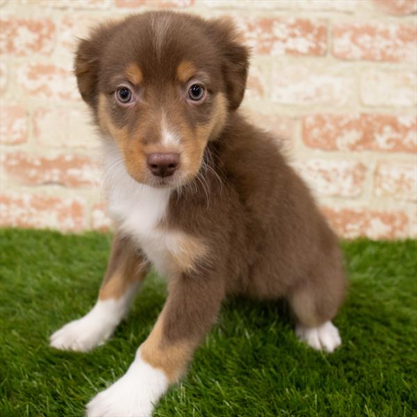 Miniature Australian Shepherd-DOG-Female-Red-7036-Petland Monroeville, PA