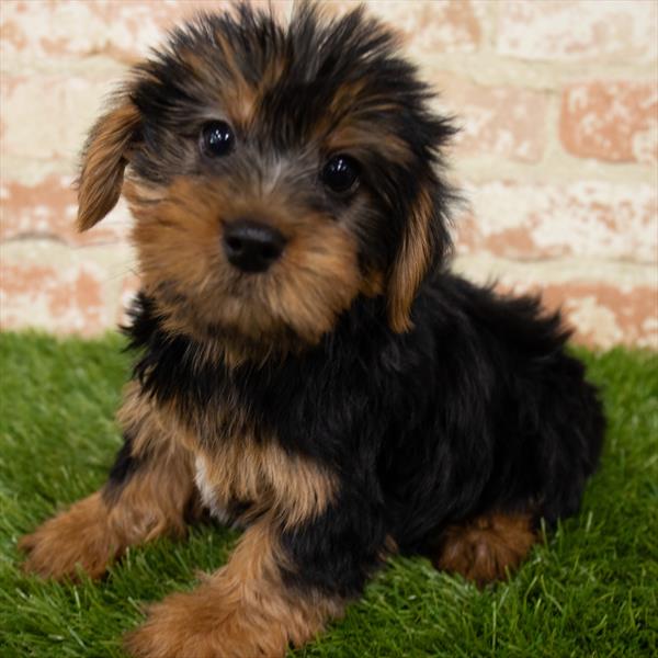 Yorkie-DOG-Male-Black / Tan-7037-Petland Monroeville, PA