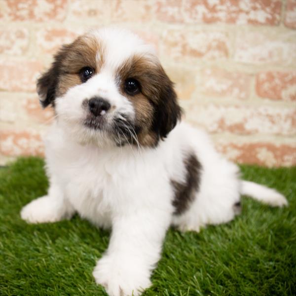 Yorkie-Lhasa-DOG-Male-Black / White-7038-Petland Monroeville, PA