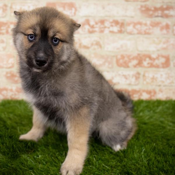 Pomsky-DOG-Female-Red Sable-7039-Petland Monroeville, PA