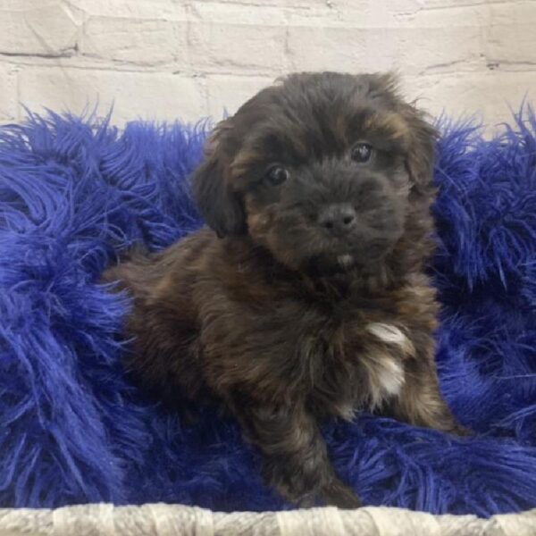Morkie-DOG-Male-Brindle-7032-Petland Monroeville, PA