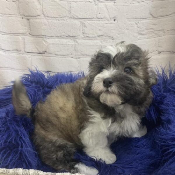 Teddy Bear-DOG-Male-Brindle / White-7035-Petland Monroeville, PA