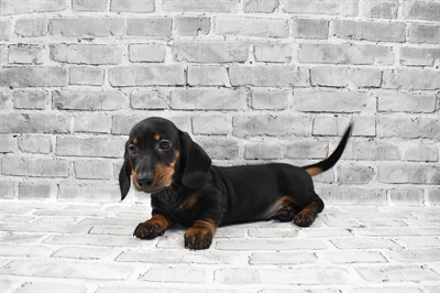 Dachshund-DOG-Male-Black and Tan-7053-Petland Monroeville, PA