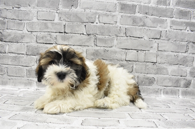 Teddy Bear-DOG-Female-Gold and White-7054-Petland Monroeville, PA
