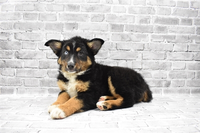 Miniature Australian Shepherd-DOG-Female-Black White and Brown-7055-Petland Monroeville, PA