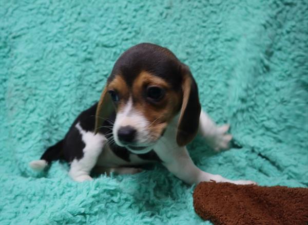 Beagle-DOG-Male-Black White / Tan-7056-Petland Monroeville, PA