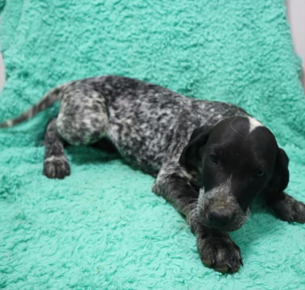 German Shorthaired Pointer Mix-DOG-Male-Black / White-7057-Petland Monroeville, PA