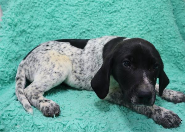 German Shorthaired Pointer Mix-DOG-Male-Black / White-7058-Petland Monroeville, PA