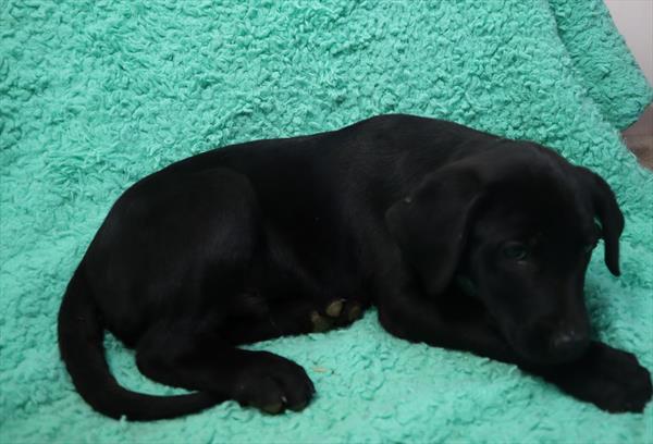 German Shorthaired Pointer Mix-DOG-Male-Black-7059-Petland Monroeville, PA