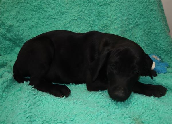 German Shorthaired Pointer Mix-DOG-Male-Black-7060-Petland Monroeville, PA