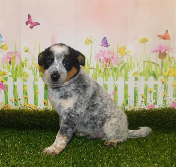 Australian-Heeler-DOG-Male-Blue Merle White / Tan-7061-Petland Monroeville, PA