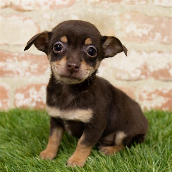 Chihuahua-DOG-Female-Chocolate / Tan-7071-Petland Monroeville, PA