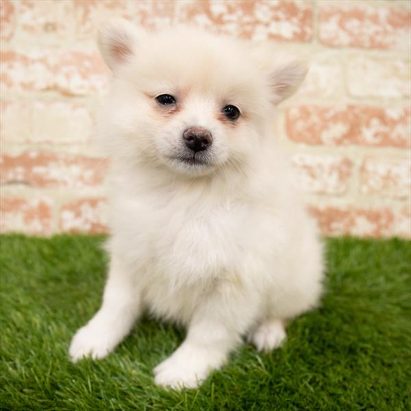 Pomeranian-DOG-Female-Cream-7072-Petland Monroeville, PA