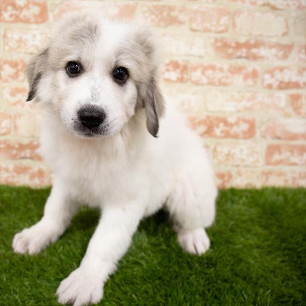 Anatolian Shep/Pyrenees-DOG-Female-White-7073-Petland Monroeville, PA