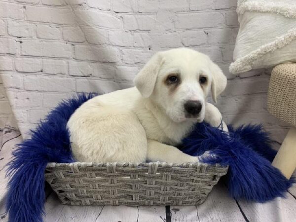 Anatolian Shep/Pyrenees-DOG-Male-White-7087-Petland Monroeville, PA