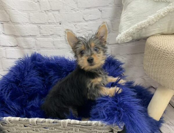 Silky Terrier-DOG-Male-Black and Tan-7086-Petland Monroeville, PA