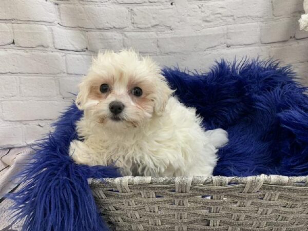 Bichon/Coton-DOG-Female-White-7085-Petland Monroeville, PA