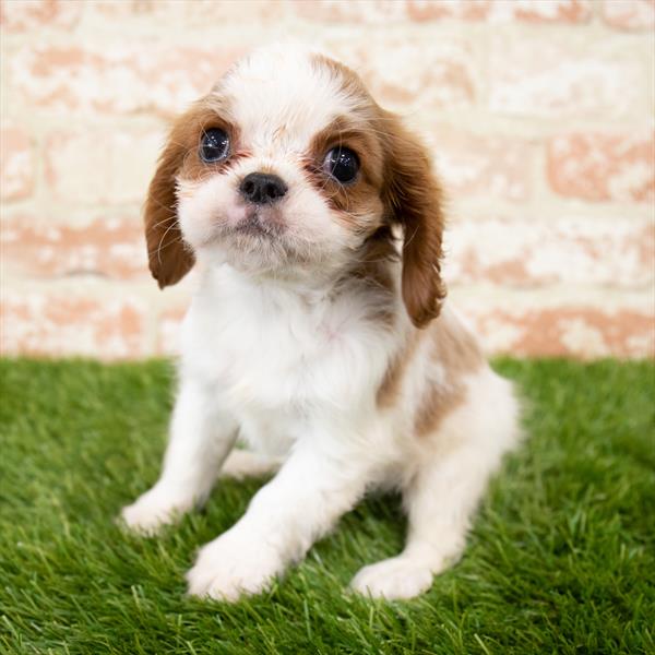 Cavalier King Charles Spaniel-DOG-Male-Blenheim-7092-Petland Monroeville, PA