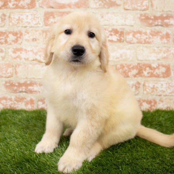 Golden Retriever-DOG-Male-Light Golden-7093-Petland Monroeville, PA