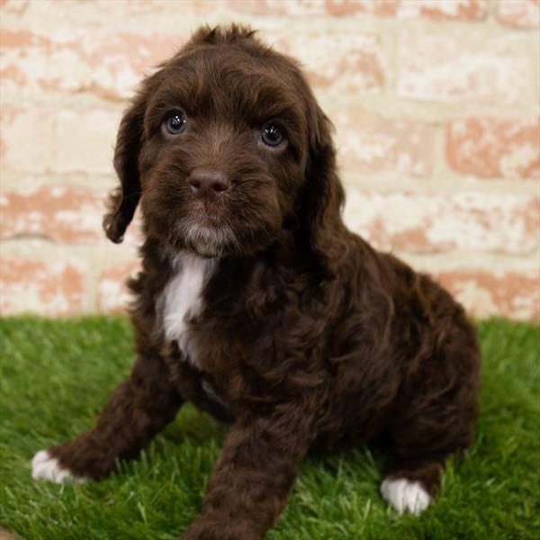 Cockapoo-DOG-Female-Chocolate-7094-Petland Monroeville, PA
