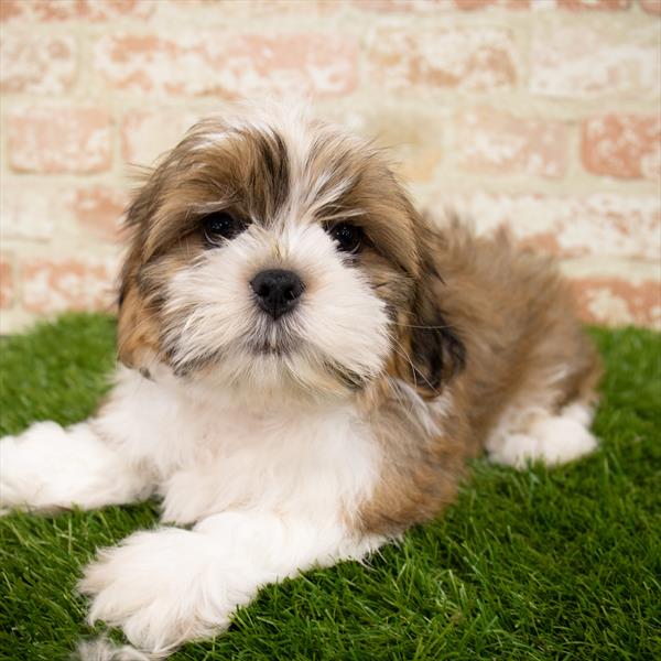 Shih Tzu-DOG-Male-Gold / White-7095-Petland Monroeville, PA
