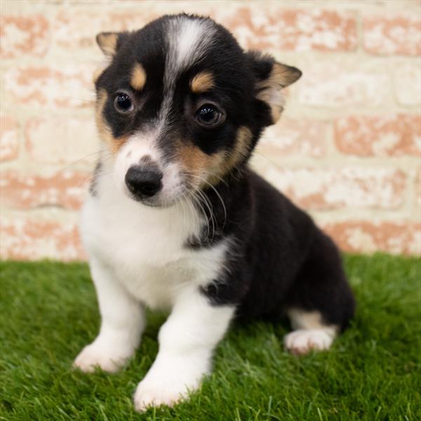 Pembroke Welsh Corgi-DOG-Female-Black White / Tan-7096-Petland Monroeville, PA