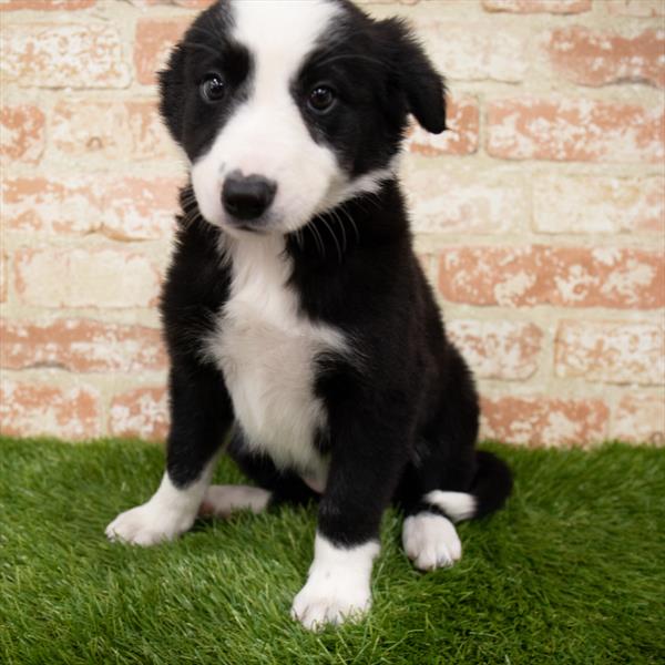 Border Collie-DOG-Female-Black / White-7098-Petland Monroeville, PA